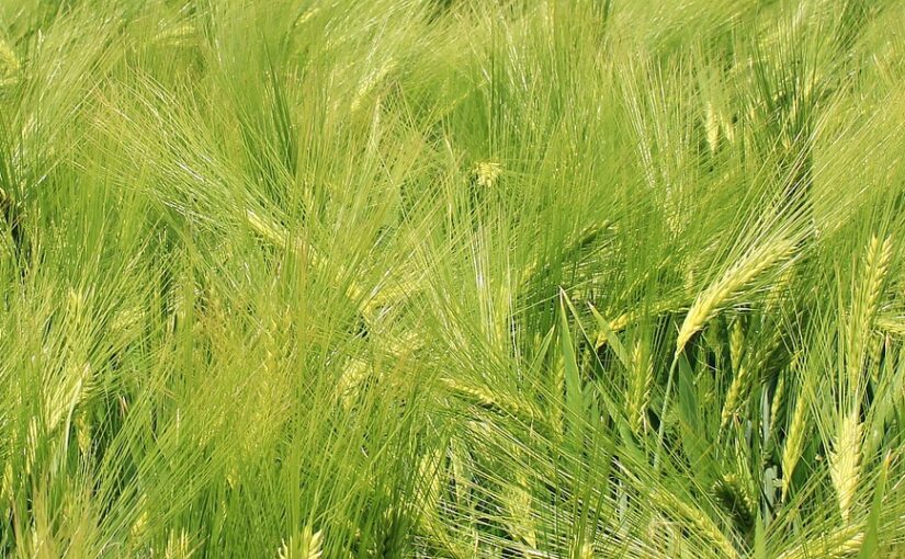 ОСОБЛИВІ ХАРАКТЕРИСТИКИ ЗЕРНОВИХ ЯК ПРОДУКТУ ЗБЕРІГАННЯ